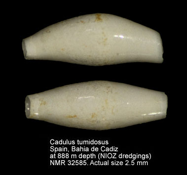 Cadulus tumidosus.jpg - Cadulus tumidosusJeffreys,1877